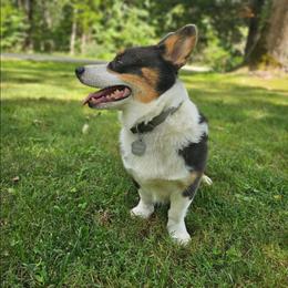 Baloo - Black and white male American Corgi puppy in Centerville, Tennessee from Katerina's American Corgis