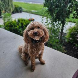 Cavapoo Puppies from North Ranch Doodles