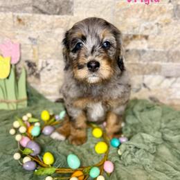 Brigid - Merle female Bernedoodle puppy in Midland, Michigan from Northern Charm Farm