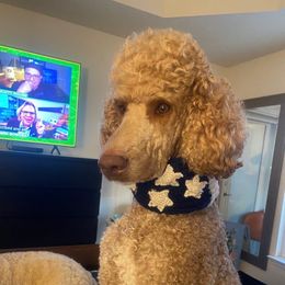 Jackson - Poodle
