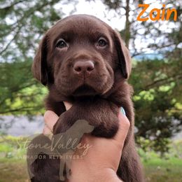 Zain - orange collar - Chocolate Labrador Retriever puppy in Huntingdon, Pennsylvania from Stone Valley Labrador Retrievers