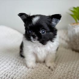Mighty -6550 - Black and white male Chihuahua puppy in Beaumont, Texas from Down south pups