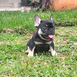 Thumbalina - Black and tan female French Bulldog puppy in Homestead, Florida from BackyardfinestBullys