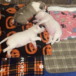 TBD - White male Bull Terrier puppy in Colorado Springs, Colorado from Empire Bull Terriers