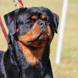 Rottweilers from House Of Vasquez Rottweilers