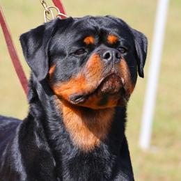 Rottweilers from House Of Vasquez Rottweilers