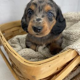 Rocky - Dapple male Dachshund puppy in Norwood, Missouri from A&J Weenies
