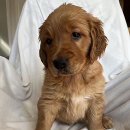 Golden Retriever Puppies from Thoroughmark Retrievers
