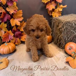 Boy 1 - male Cavapoo puppy in Lavon, Texas from Magnolia Prairie Doodles