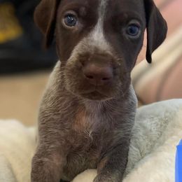 German Shorthaired Pointers from CC GSPs