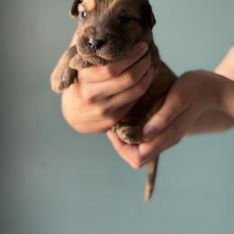 Sherbet - Merle male Whoodle puppy in Gladewater, Texas from Kalin’s K9s
