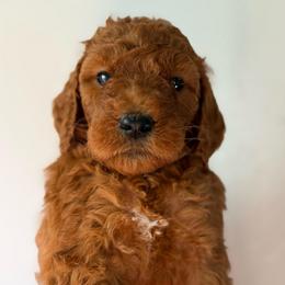 Girl 6 (green collar) - Red  female Goldendoodle puppy in San Diego, California from Southside Doodles