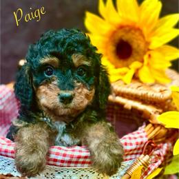 Paige - Phantom female Bernedoodle puppy in Crockett, Texas from Kingdom Kennels