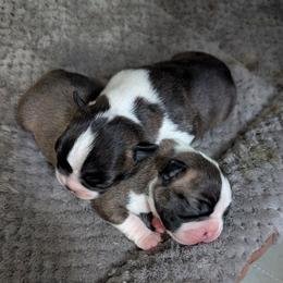 Boston Terrier puppies from Boston Jelly Beans