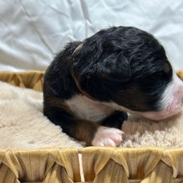 Jack - Black tri-color male Aussiedoodle puppy in York, Pennsylvania from Loving Puppy Paws Kennel