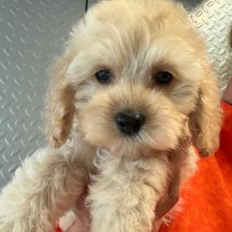 Aurora Orange collar - Buff female Cockapoo puppy in Haines City, Florida from Camic Cockapoos