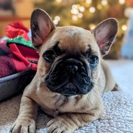 Bulldog and French Bulldog Puppies from Rohde's Road Dog Bullies
