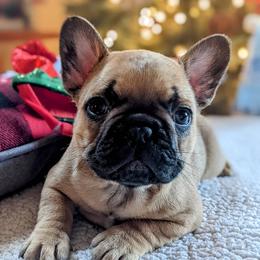 Bulldog and French Bulldog Puppies from Rohde's Road Dog Bullies