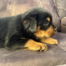Juno - Black and tan female Rottweiler puppy in Newfoundland, Pennsylvania from Poconopaws