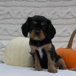 Luna - Black and tan female Cavalier King Charles Spaniel puppy in Marcellus, Michigan from Coolcreek Pets