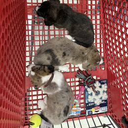 Cardigan Welsh Corgi Puppies from Squires Corgi Cottage