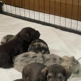Miniature Schnauzer Puppies from Miniature Schnauzer Paradise llc