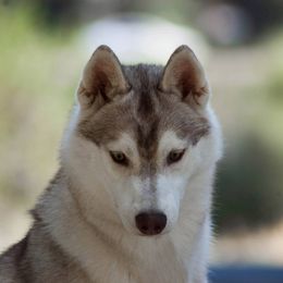 Siberian Husky Puppies from Shedenara Siberians
