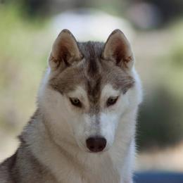 Siberian Husky Puppies from Shedenara Siberians