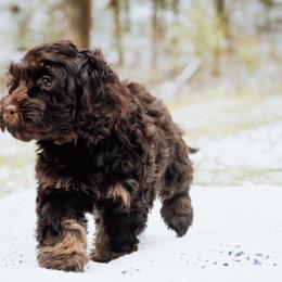 Girl 2 - Brown and tan female Cockapoo puppy in Dixon, Montana from Super Z Kennels
