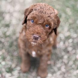 Butterscotch - Red  male Goldendoodle puppy in Washington, Illinois from Lola Bear Goldendoodles