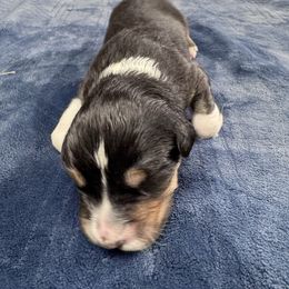 Theme will be shades of red - Red merle male Australian Shepherd puppy in Wrightstown, New Jersey from Hartzland Farm Australian Shepherds
