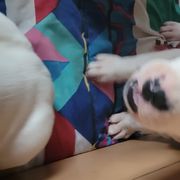 Girl 3 - Dogo Argentino puppy in Pueblo, Colorado from Palace Guard Dogos