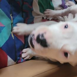 Girl 3 - Dogo Argentino puppy in Pueblo, Colorado from Palace Guard Dogos