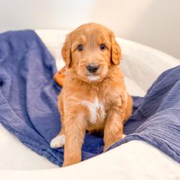 Yeah Yeah - Apricot male Goldendoodle puppy in Marietta, Georgia from Reece + Co Doodles & Poodles