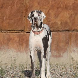 Mojito - Great Dane
