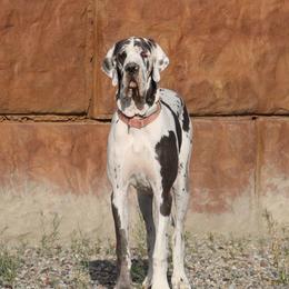 Mojito - Great Dane