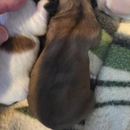 Boy 4 - Brindle and white male Shih Tzu puppy in Rockmart, Georgia from Sonya Garrett