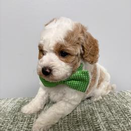 Green collar - Parti male Goldendoodle puppy in Calico Rock, Arkansas from Cottrell’s Poodles & Doodles