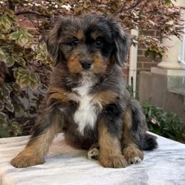 Jasmine - Tri-color female Bernedoodle puppy in Las Vegas, Nevada from Perfect Bernedoodles