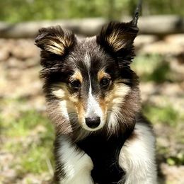 Papillons and Shetland Sheepdogs from Lucky Pups