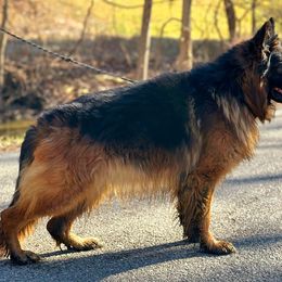 German Shepherd All Grown Up from Leah Willis