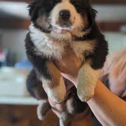 Australian Shepherd Puppies from Sonya Pfeiffer
