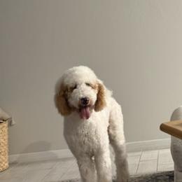 Sadie - Goldendoodle