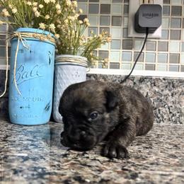 Yellow-Black Collar - Black brindle female Cane Corso puppy in Beech Island, South Carolina from Relic Cane Corso