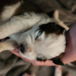 Saint Bernard Puppies from Amber's Saint Bernards