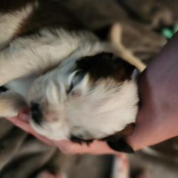 Saint Bernard Puppies from Amber's Saint Bernards