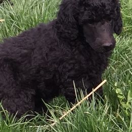 Miniature Schnauzer and Poodle Puppies from Tropheous