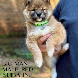 Shiba Inu Puppies from H & J Shiba Inu’s