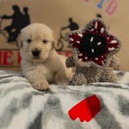 Vecna - Golden male Golden Retriever puppy in Duncan, South Carolina from Glimmer Goldens