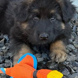 FENRIR - Black and red German Shepherd puppy in Quincy, Washington from Sir Puente German Shepherds